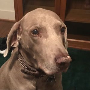 Meet your Posher, Ron